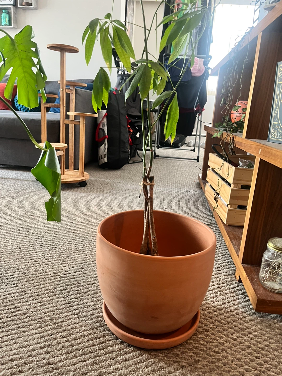 Terracotta Plant Pot