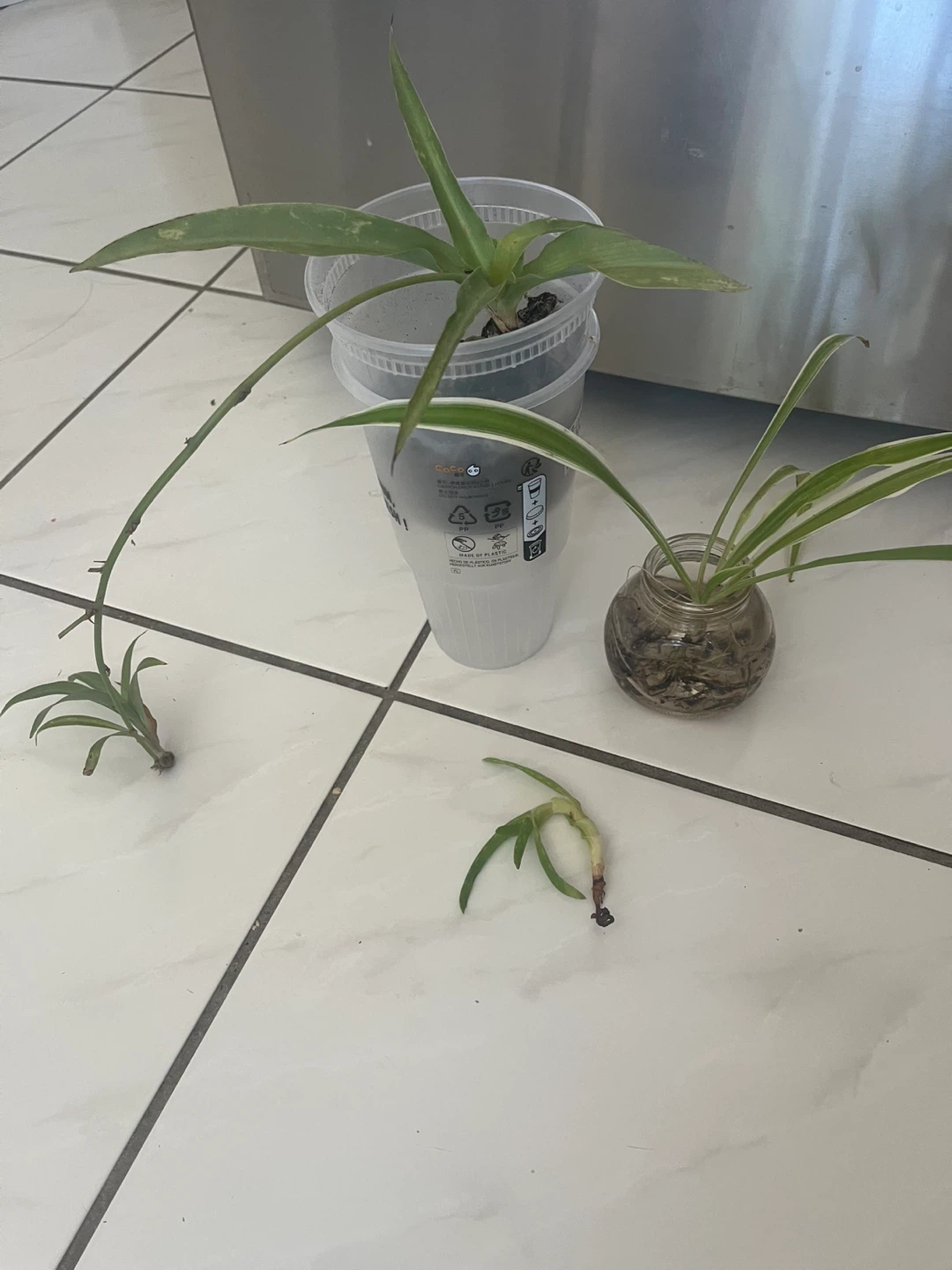 Plants - photo 2