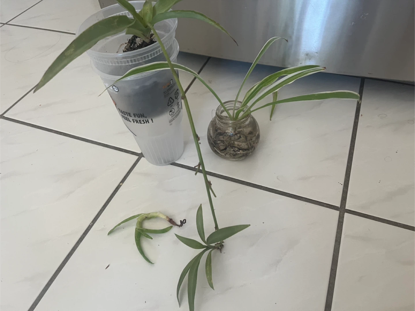 Plants