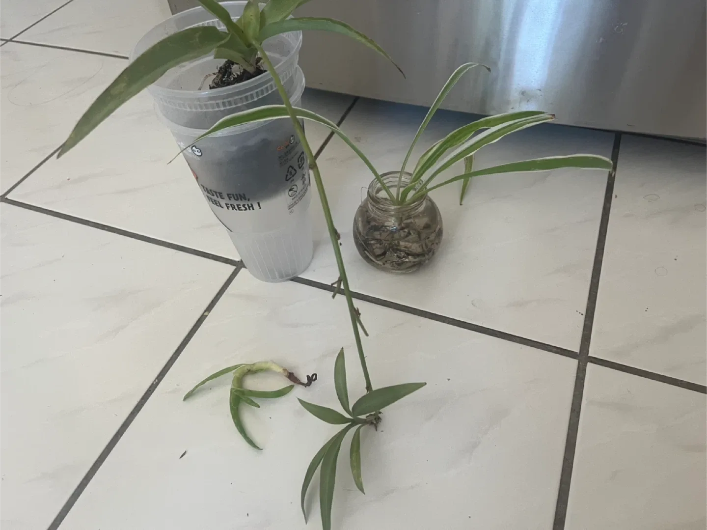 Plants thumbnail