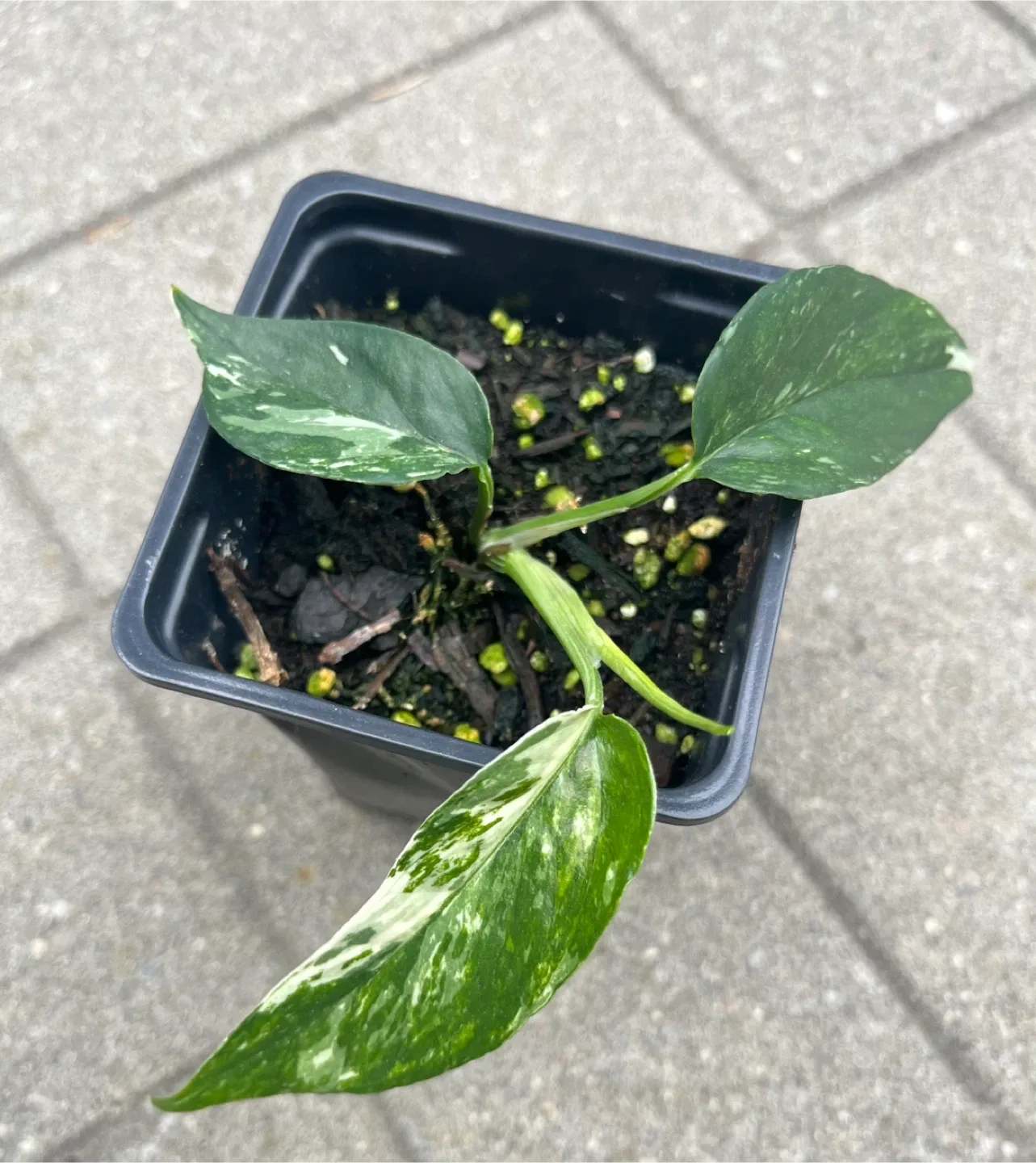 Well rooted Epipremnum Pinnatum Albo in a small pot thumbnail