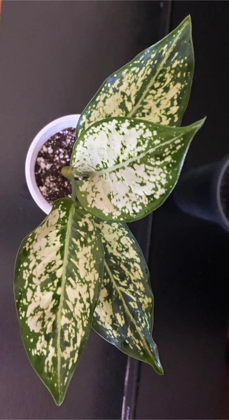 Aglaonema (Snow) Plant🥕 thumbnail