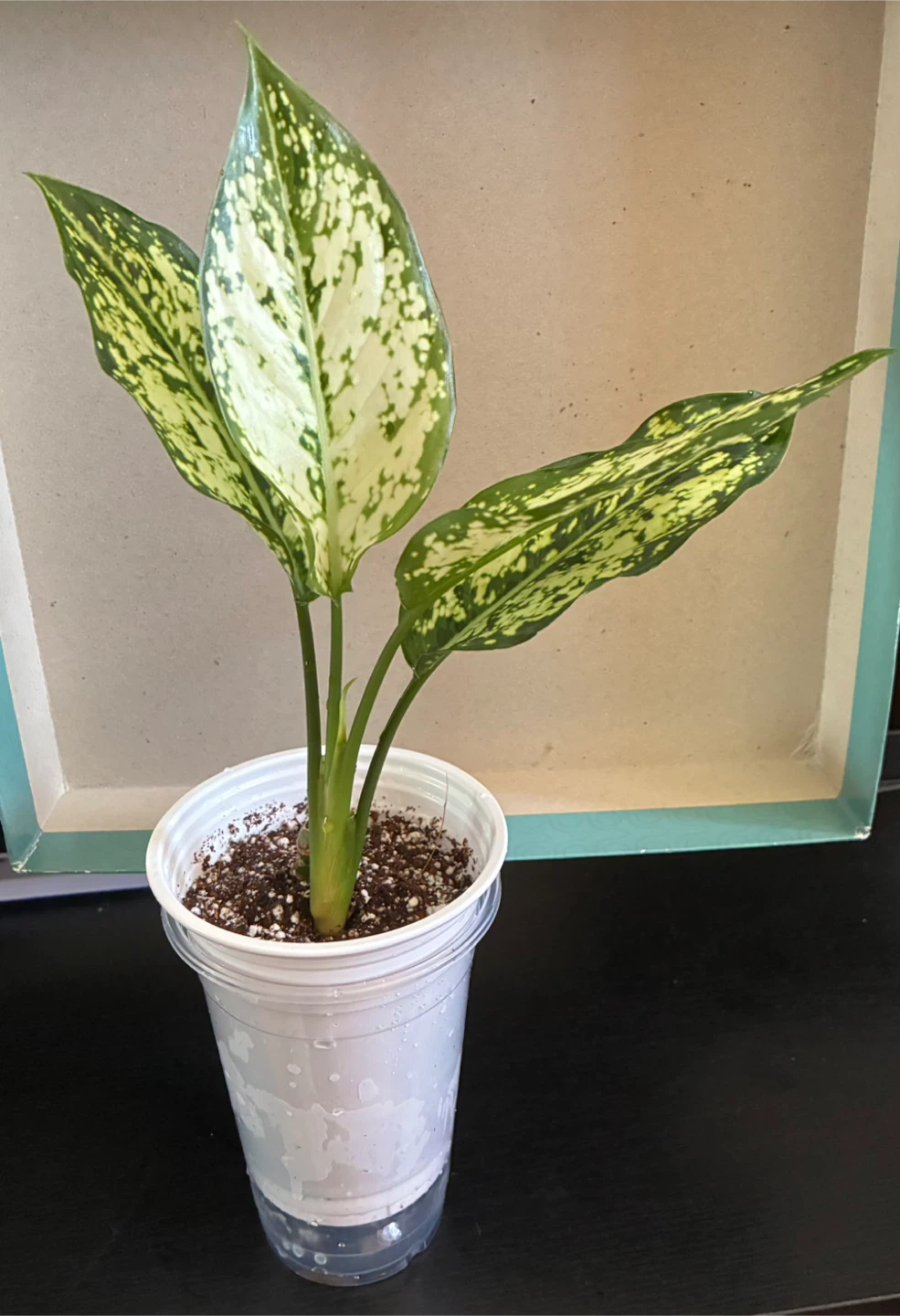 Aglaonema (Snow) Plant🥕 - photo 2