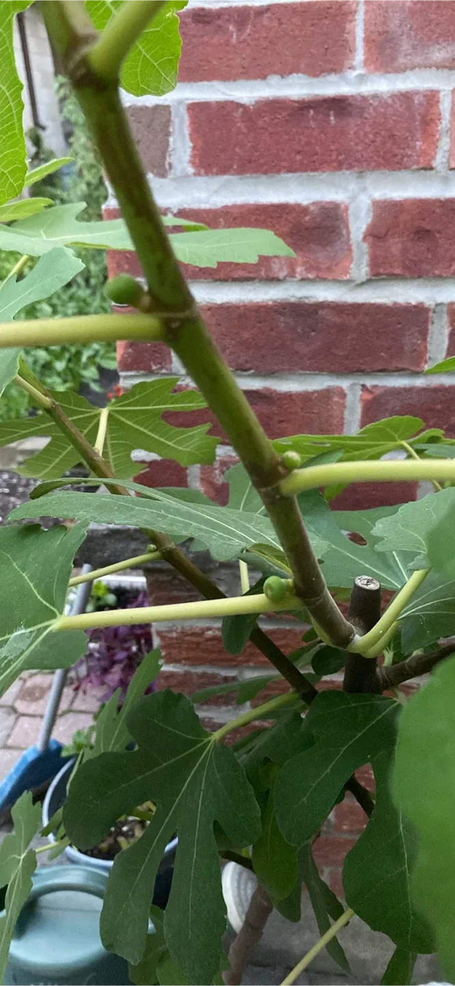 Fig Tree image indicator(2)