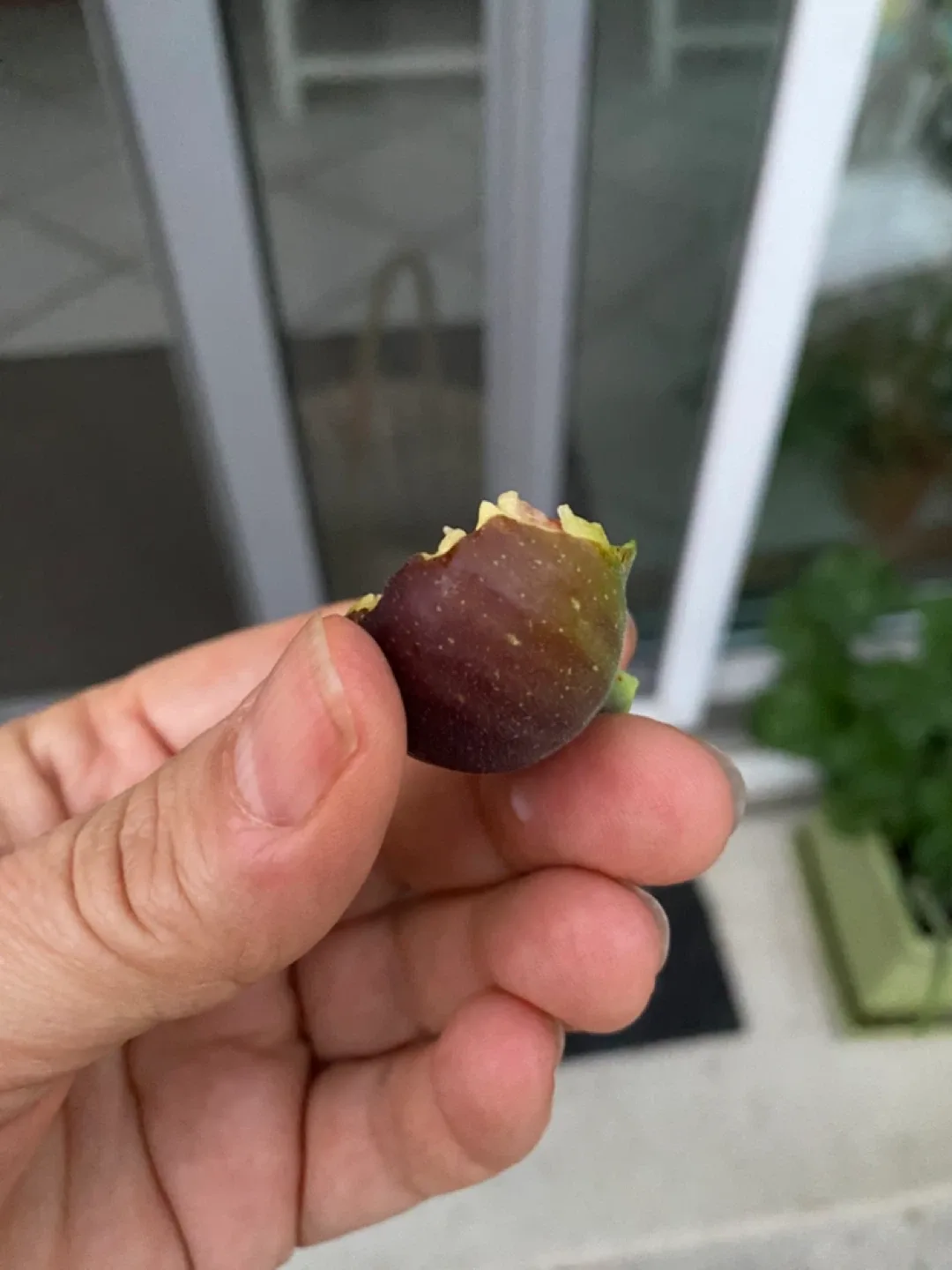 Fig Tree image indicator(5)