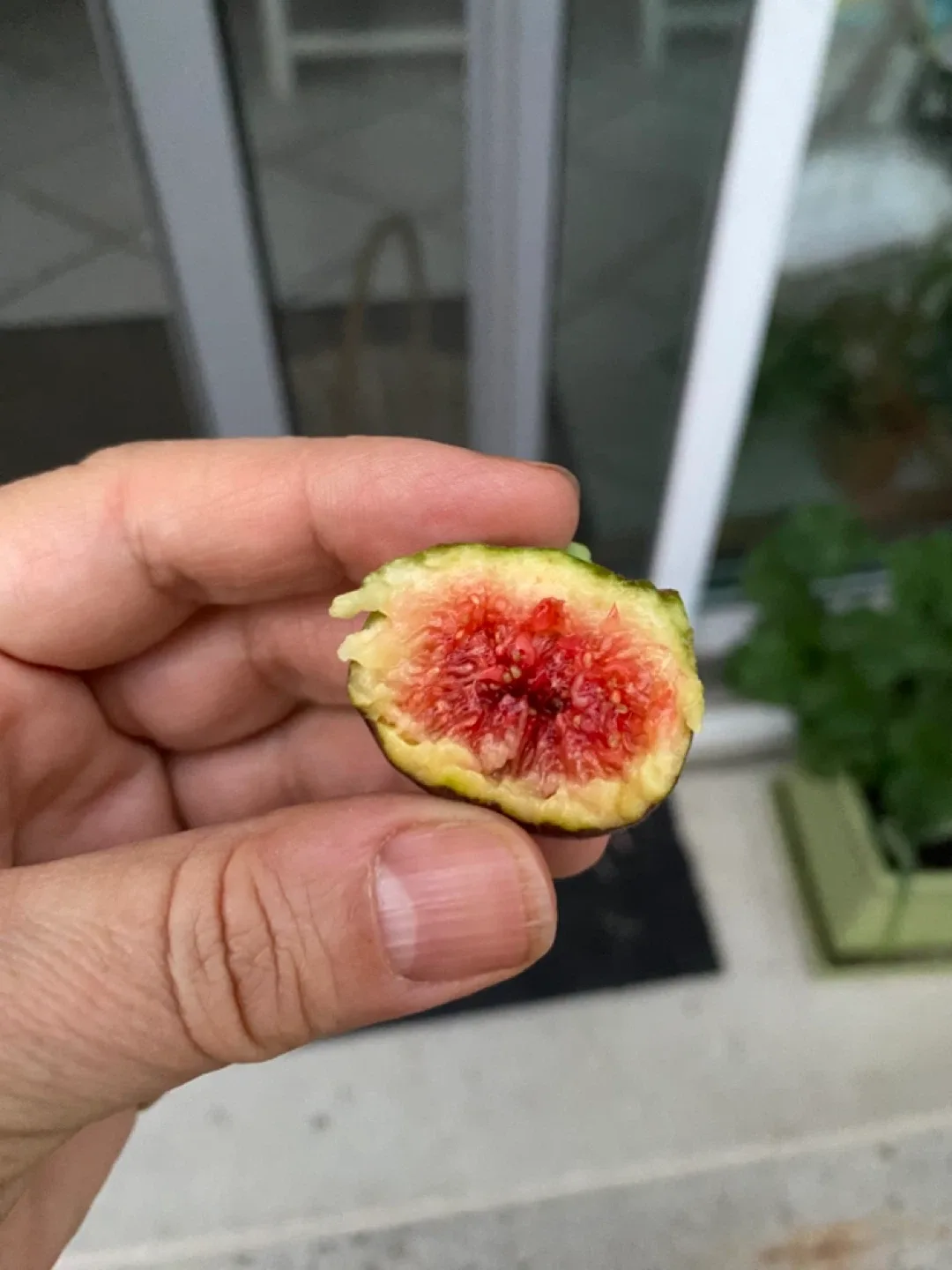 Fig Tree image indicator(4)