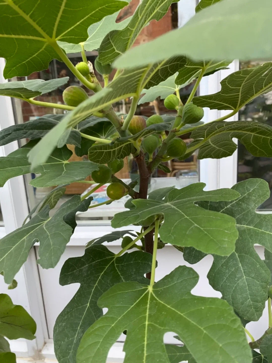 Fig Tree thumbnail