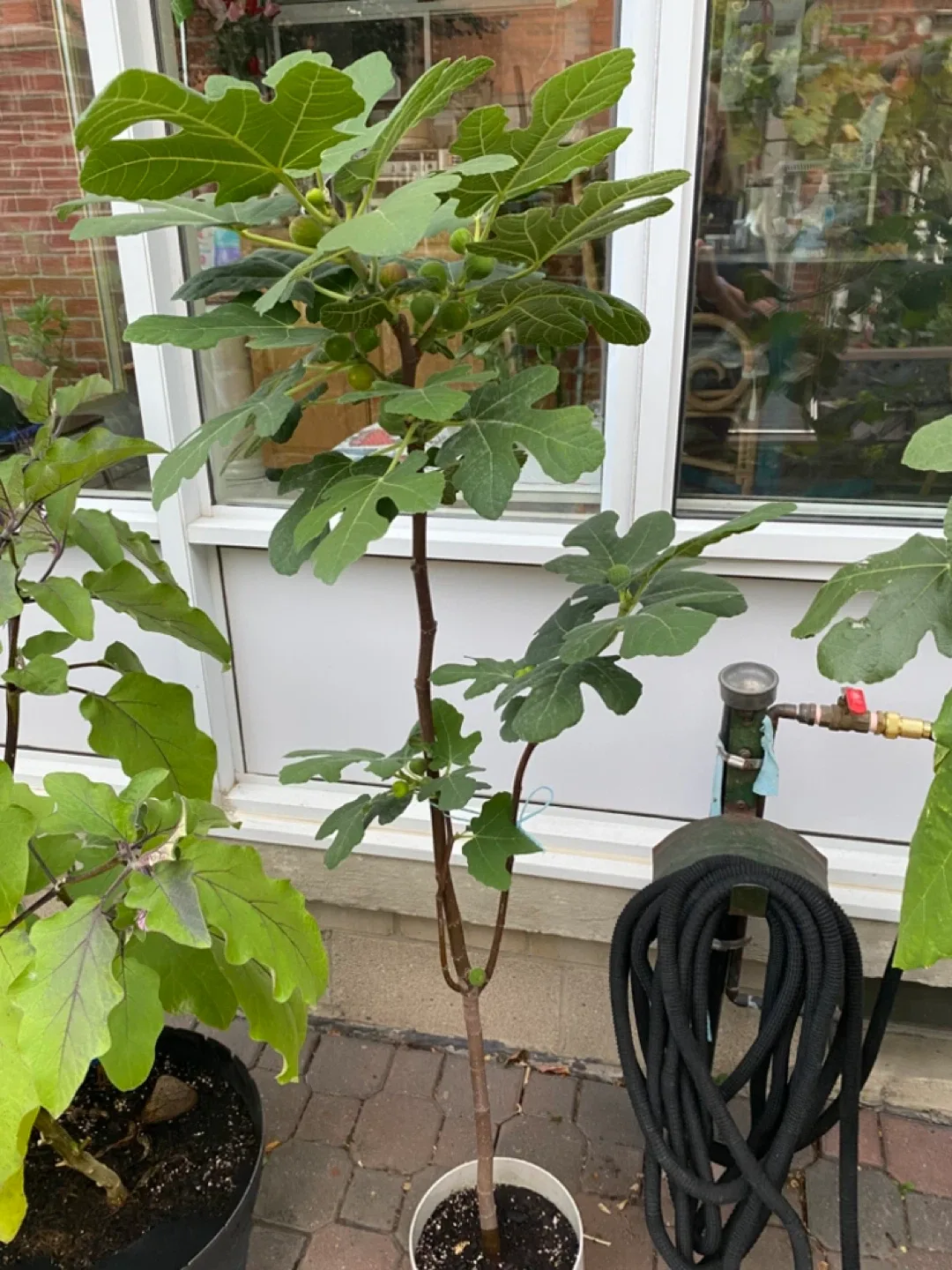 Fig Tree image indicator(3)