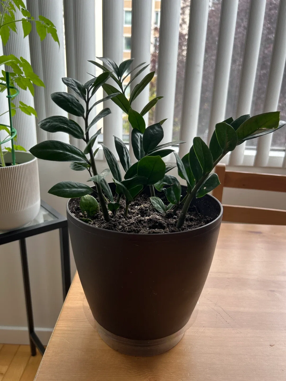 ZZ Plant in Brown Pot thumbnail