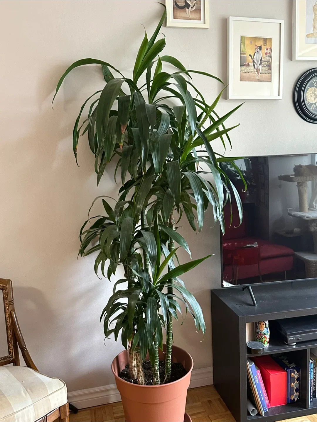 Indoor Dracaena Fragrans Plant thumbnail