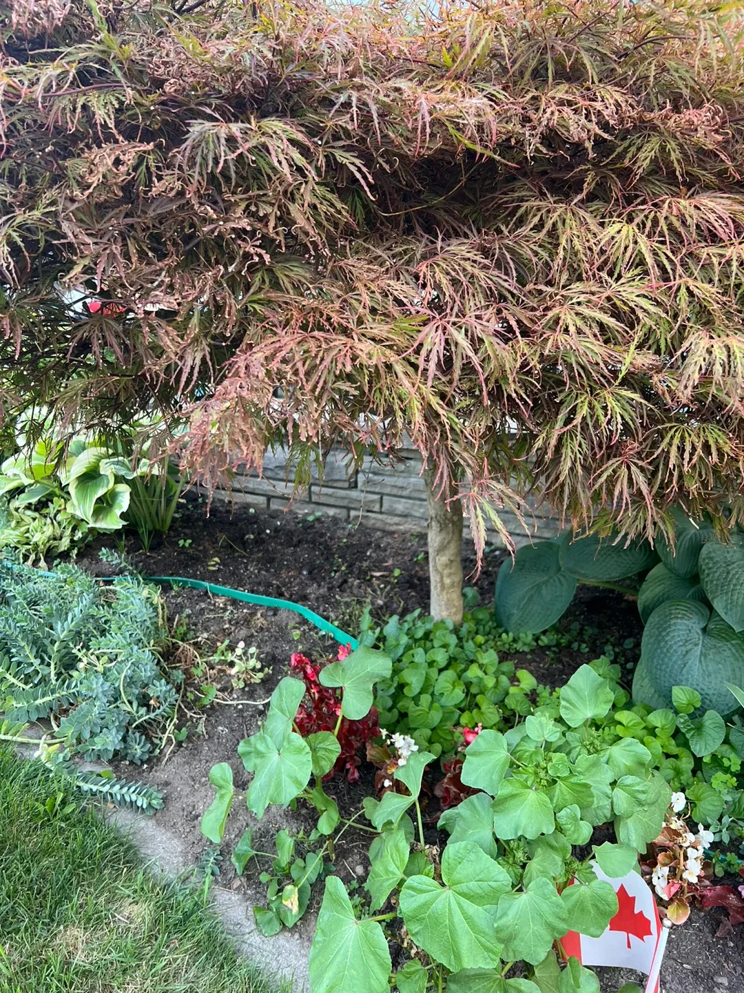 Japanese Maple! image indicator(2)