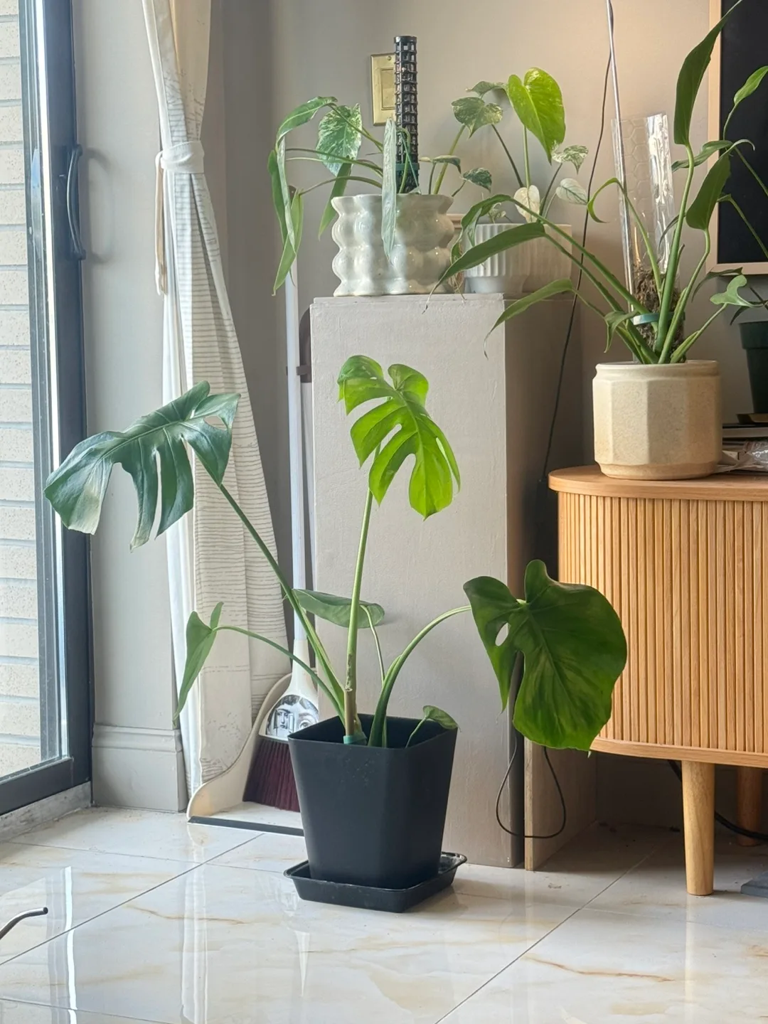 32” tall monstera whole plant with 8” planter thumbnail