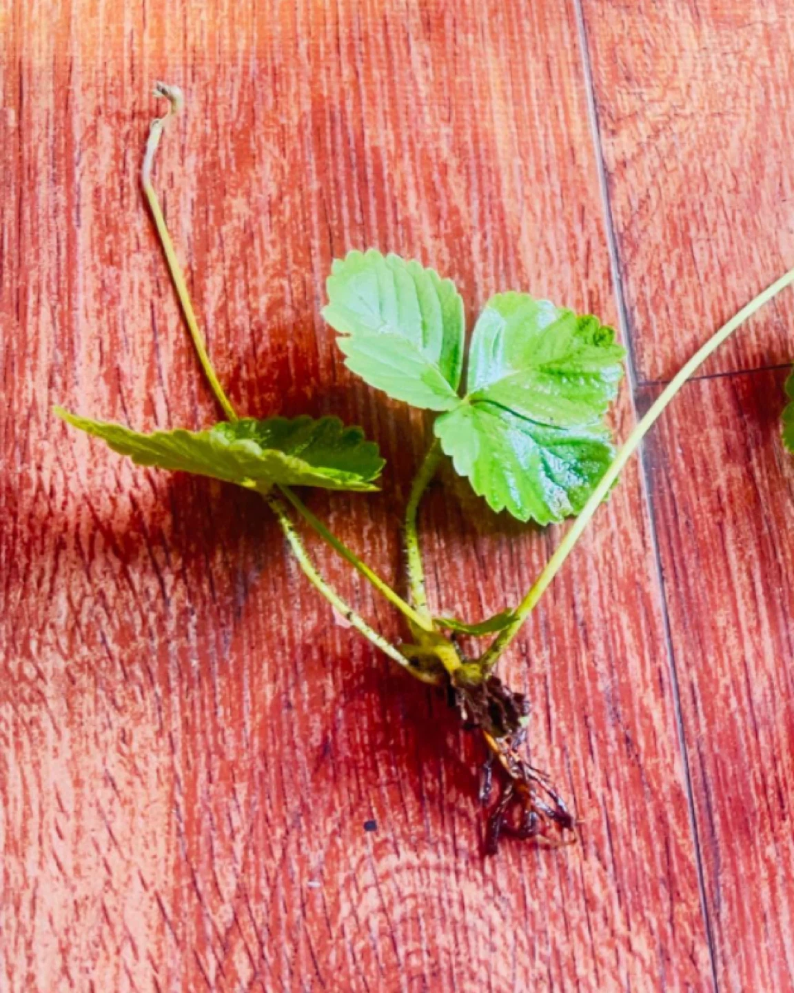 Organic Strawberry Rotted Plant $1 each