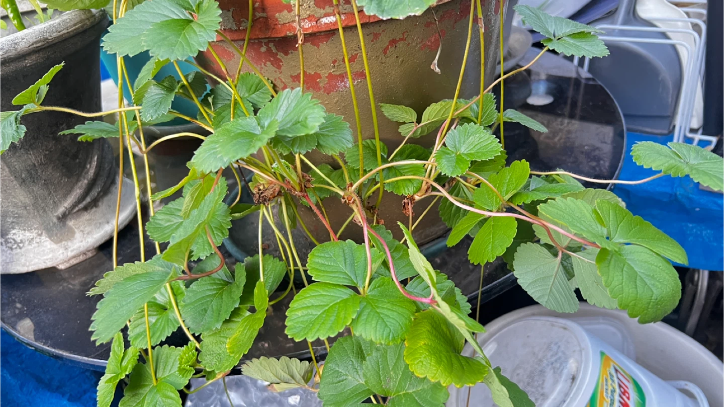 Organic Strawberry Rotted Plant $1 each - photo 4