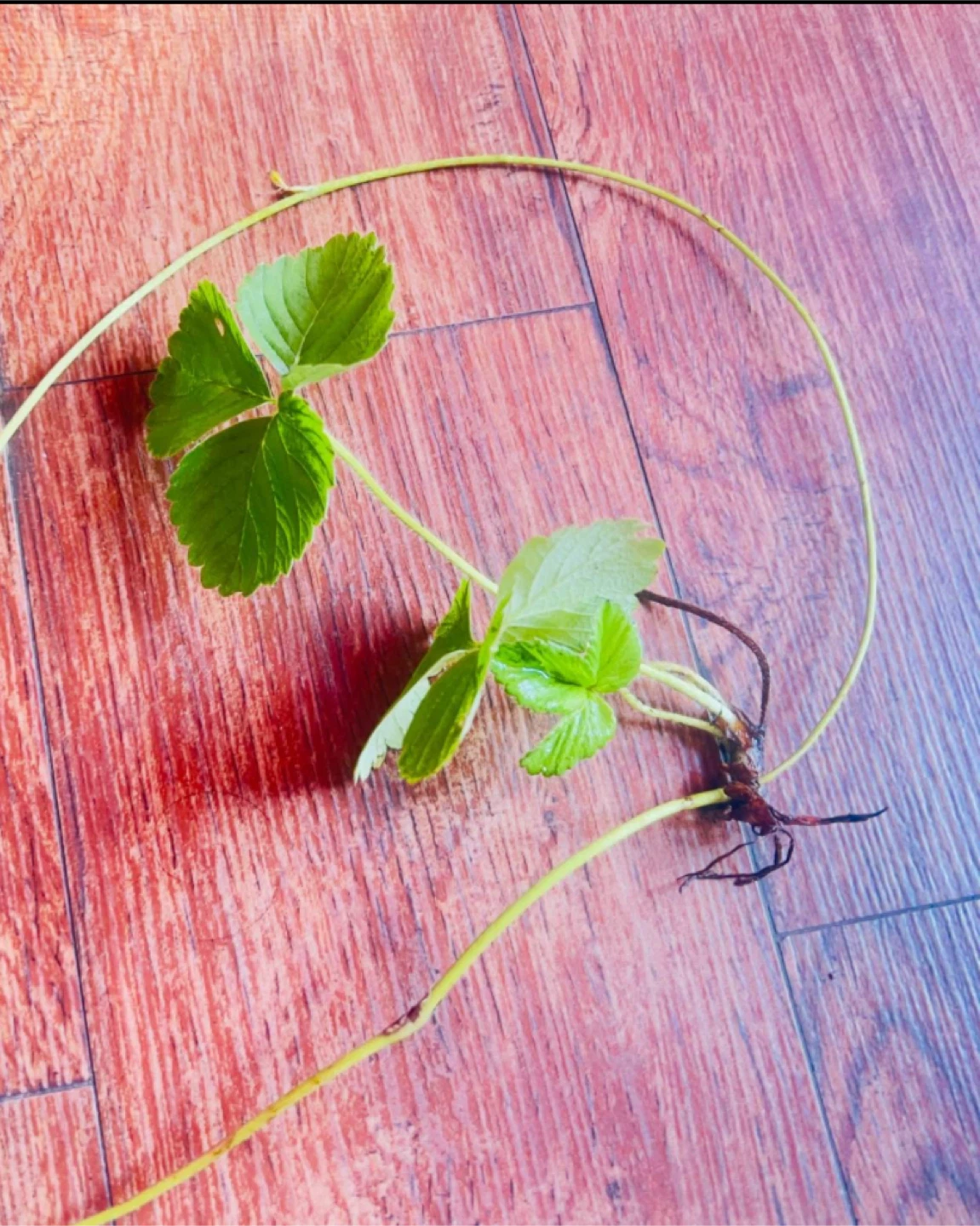 Organic Strawberry Rotted Plant $1 each - photo 2