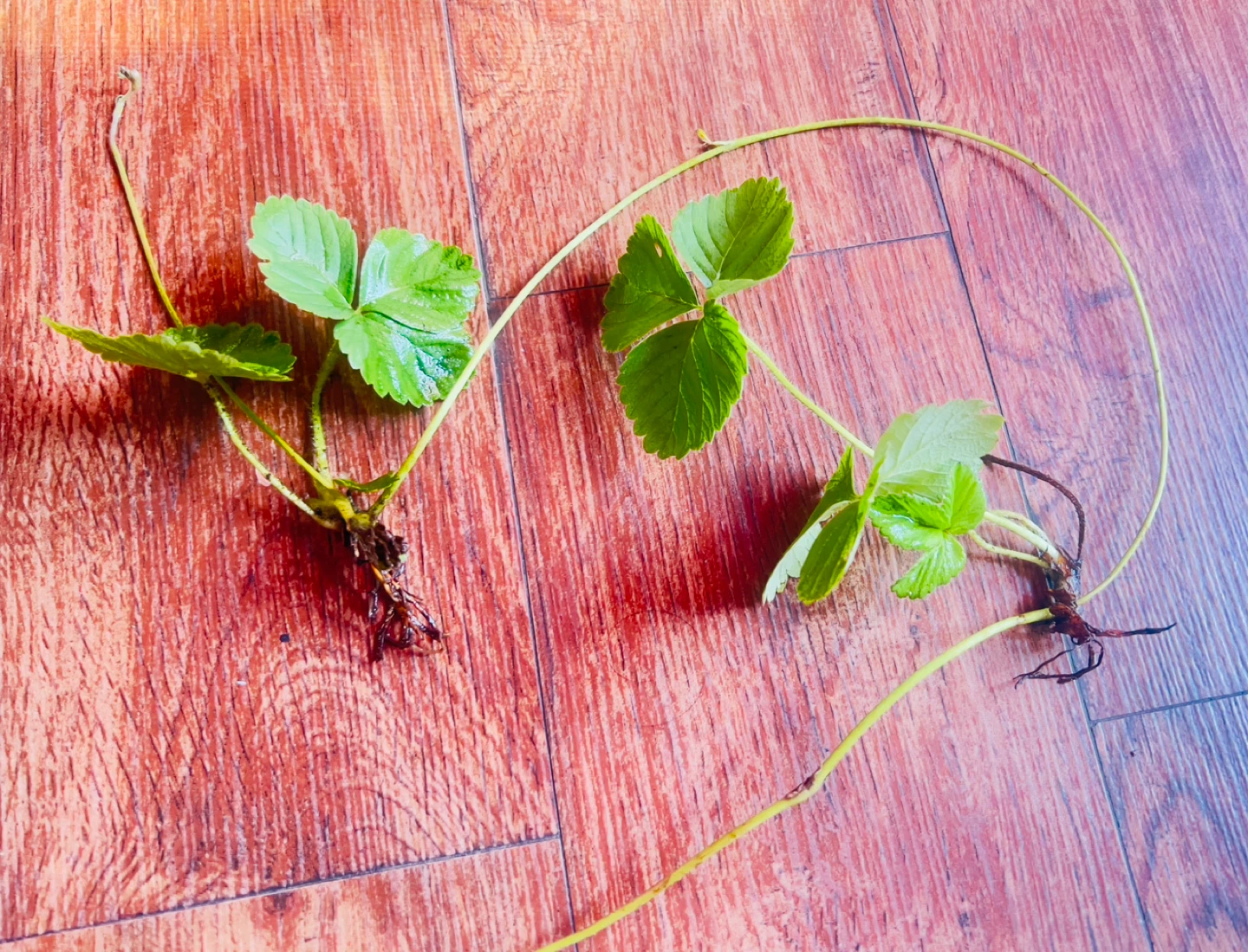 Organic Strawberry Rotted Plant $1 each - photo 3