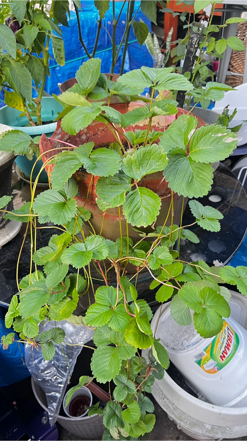 Organic Strawberry Rotted Plant $1 each - photo 5