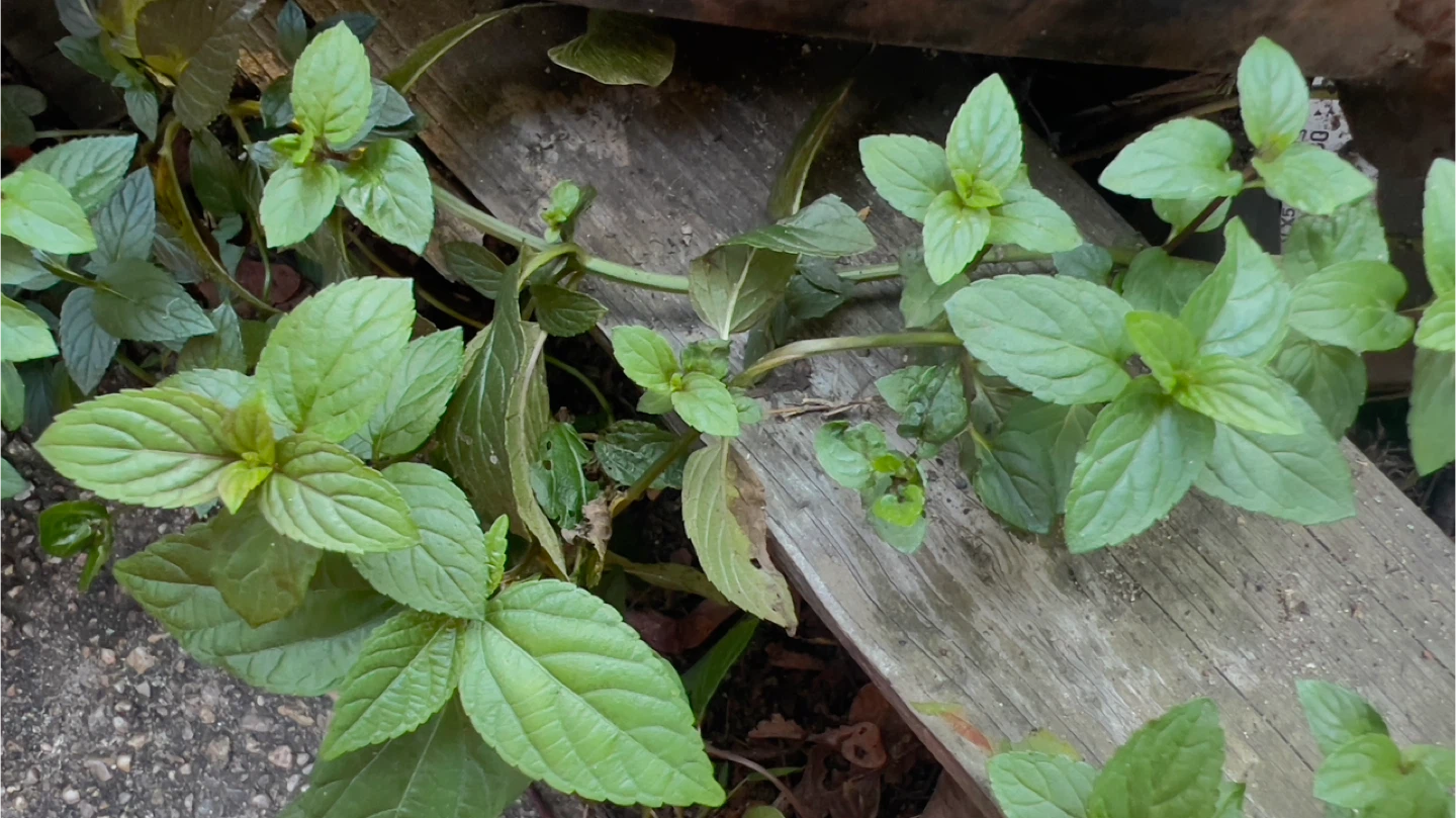 Organic Chocolate Mint Rooted plants $1 each