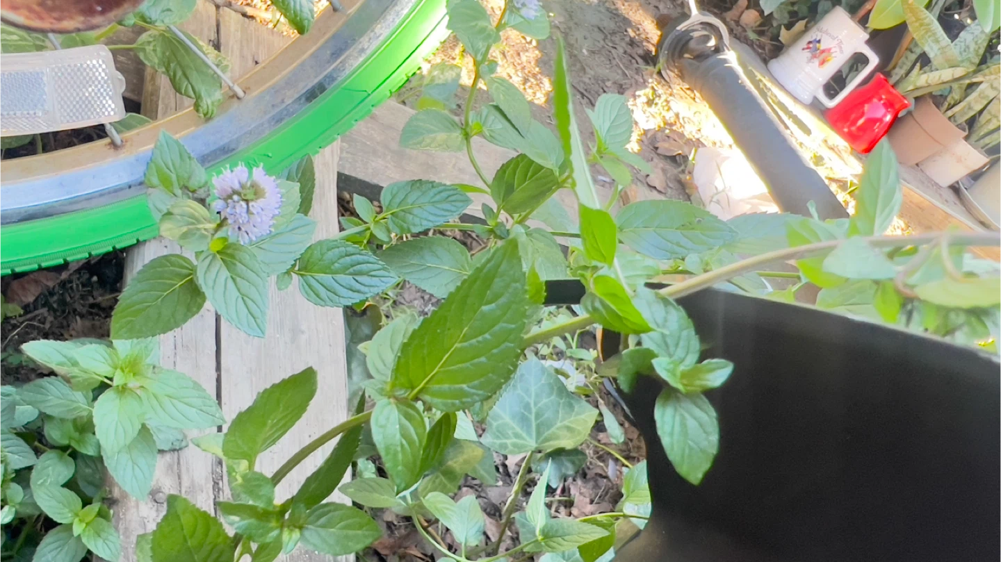 Organic Chocolate Mint Rooted plants $1 each - photo 3