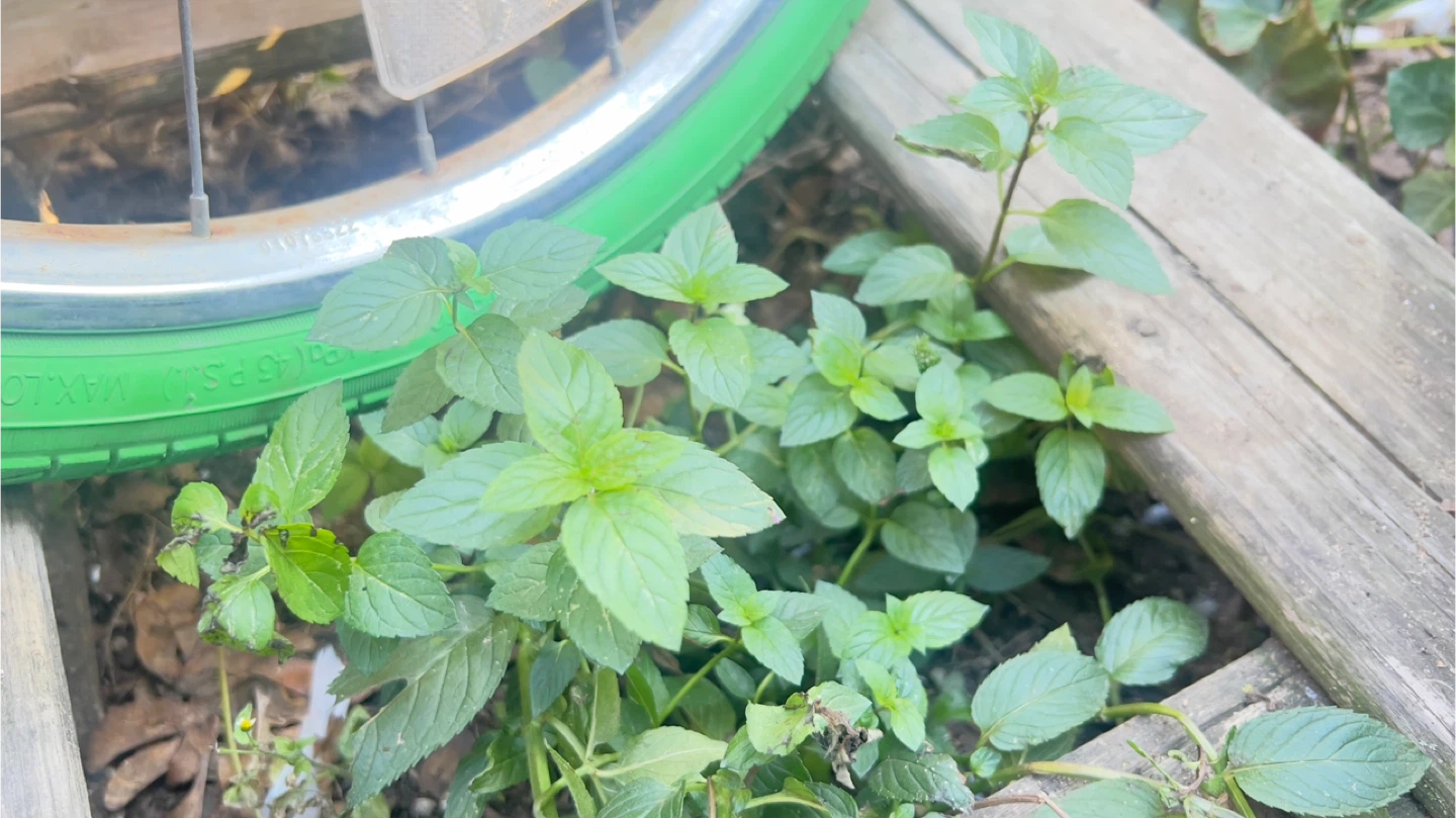 Organic Chocolate Mint Rooted plants $1 each - photo 2