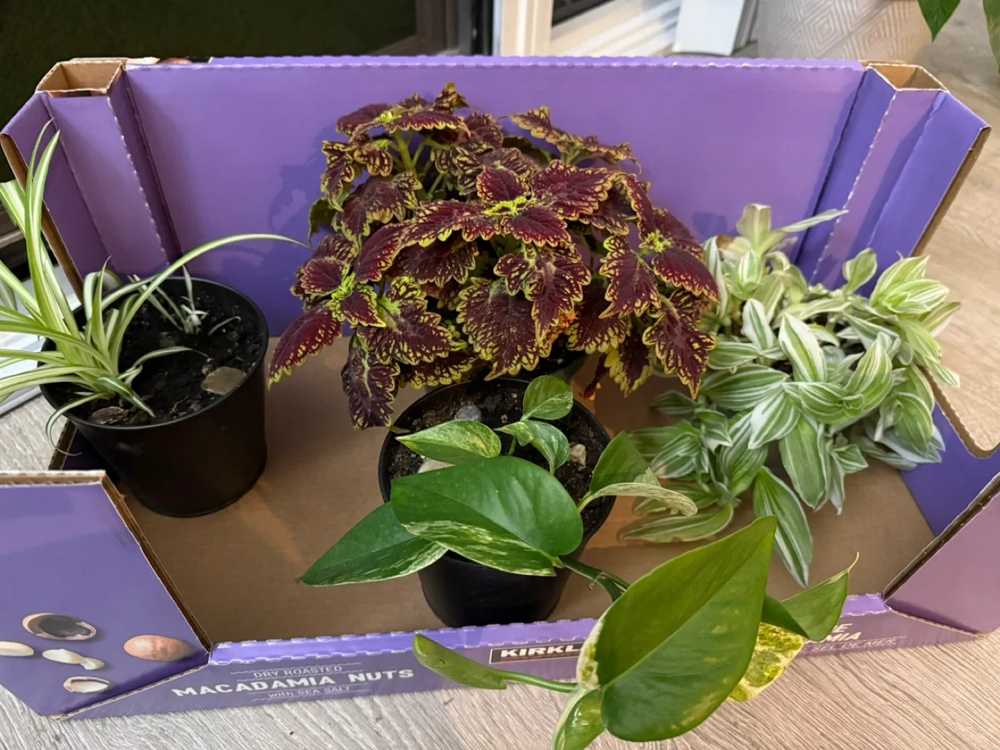 Assorted House Plants with Pots 🥕