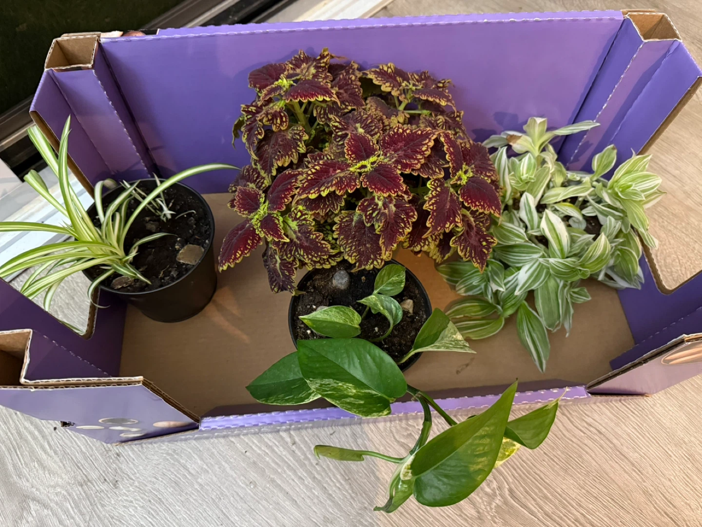Assorted House Plants with Pots 🥕 - photo 2