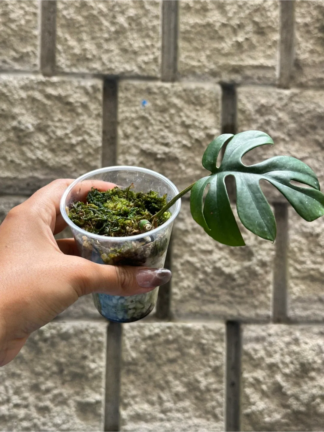 Raphidophora Tetrasperma Plant thumbnail