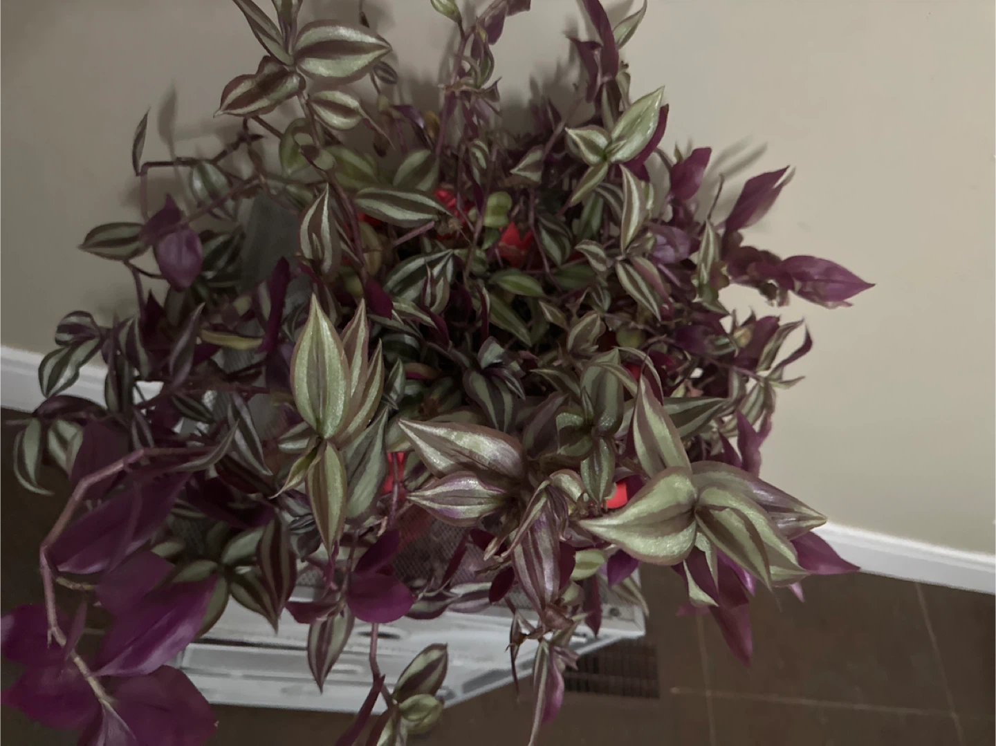 Wandering Jew Plant - photo 2