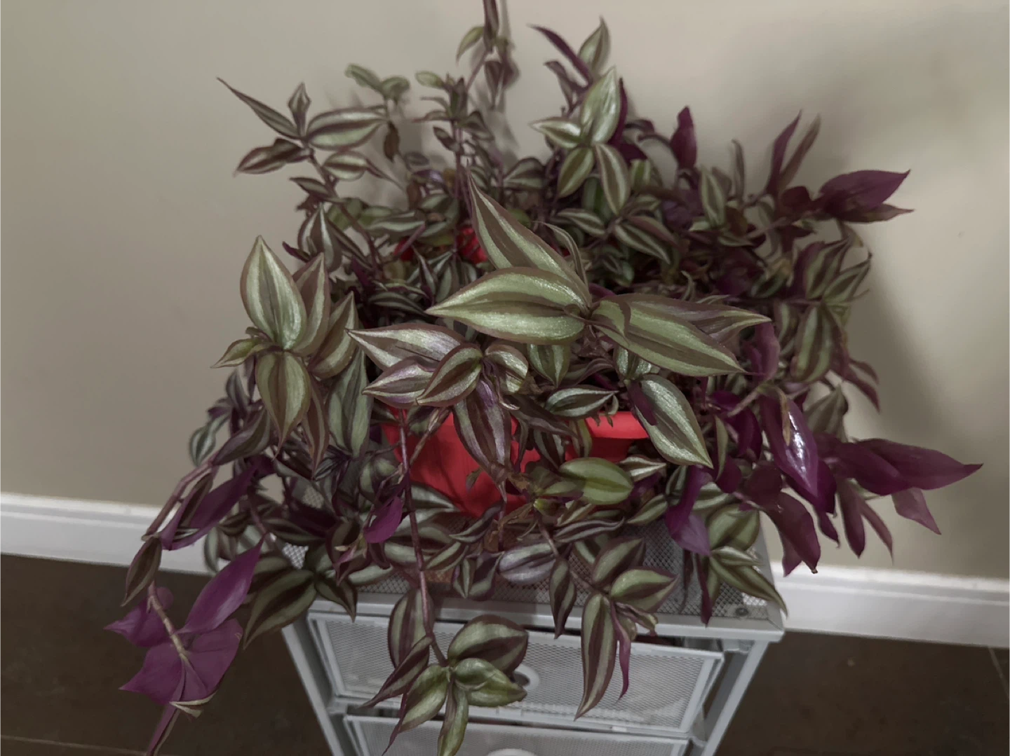 Wandering Jew Plant