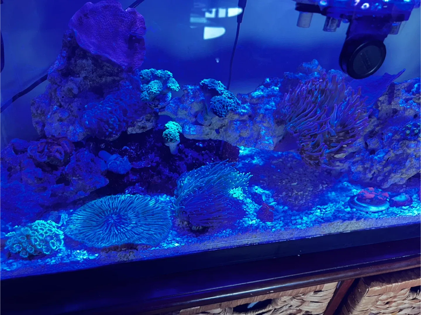 Fish Tank image indicator(2)