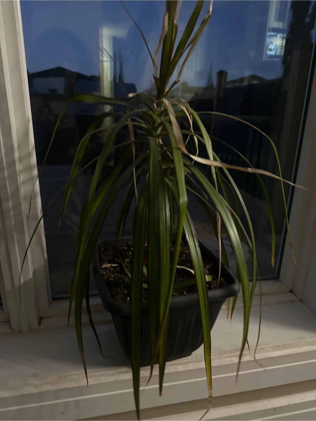 Potted Dracaena Marginata Plant