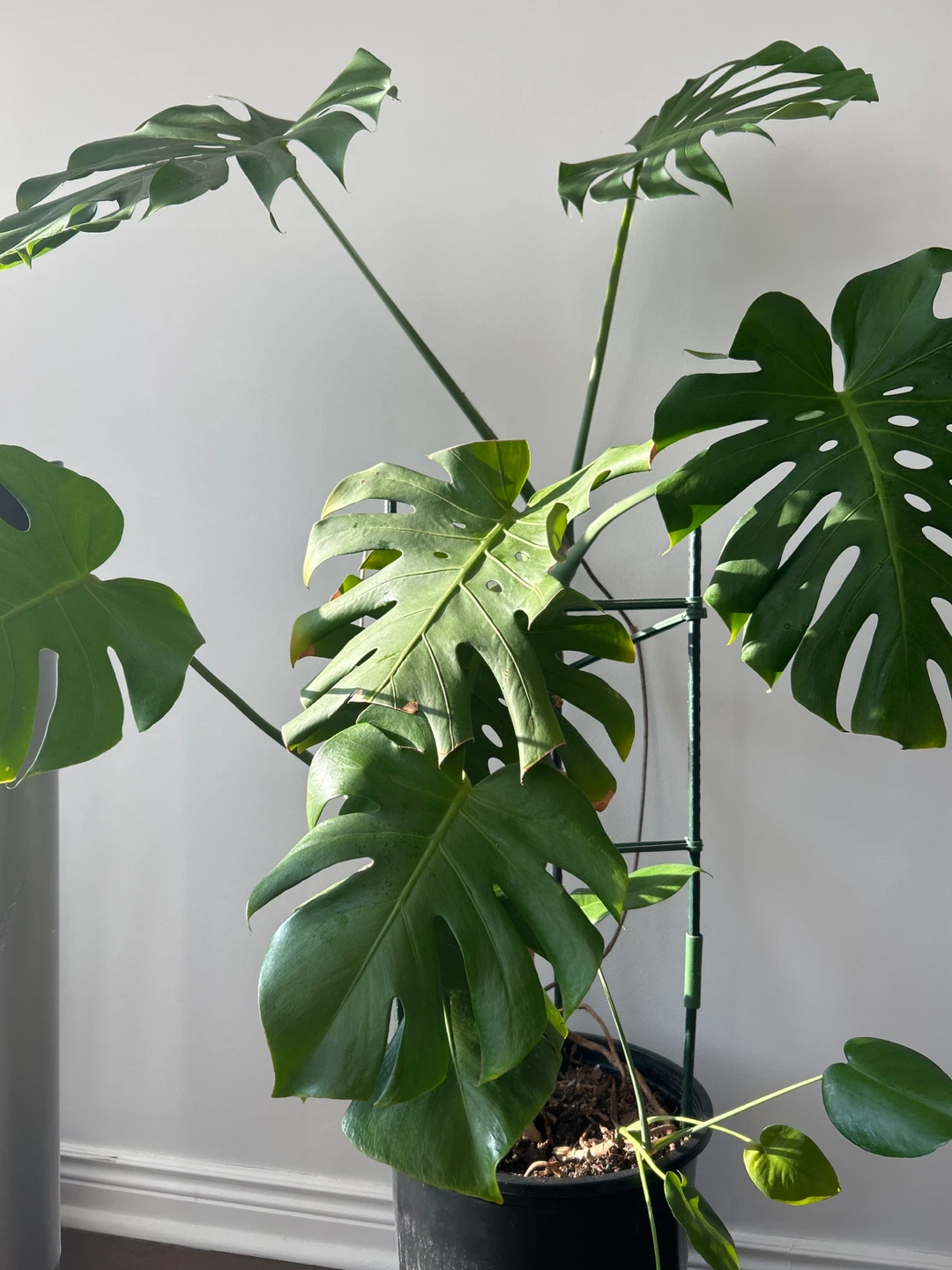 Monstera Plant