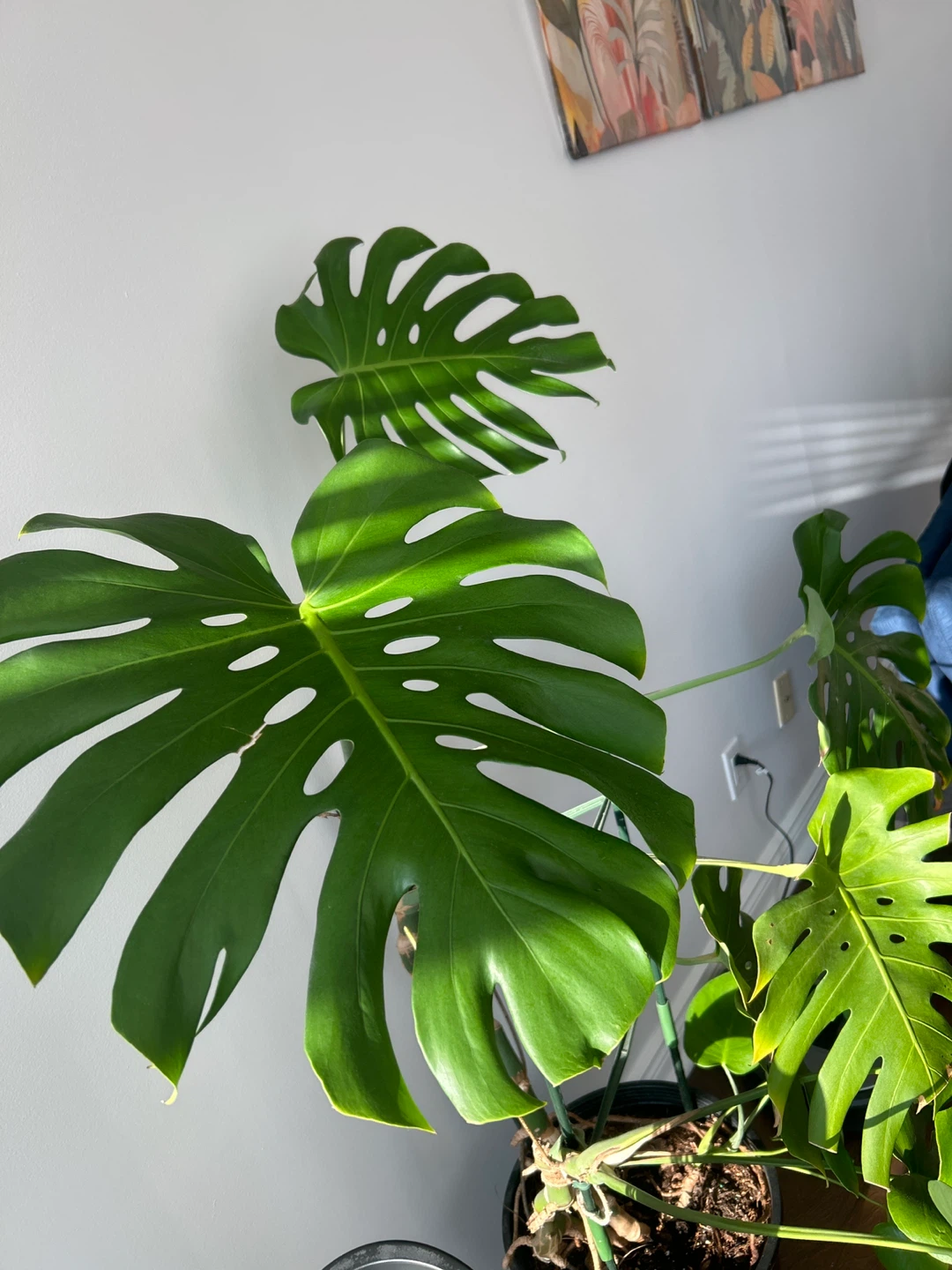 Monstera Plant - photo 2
