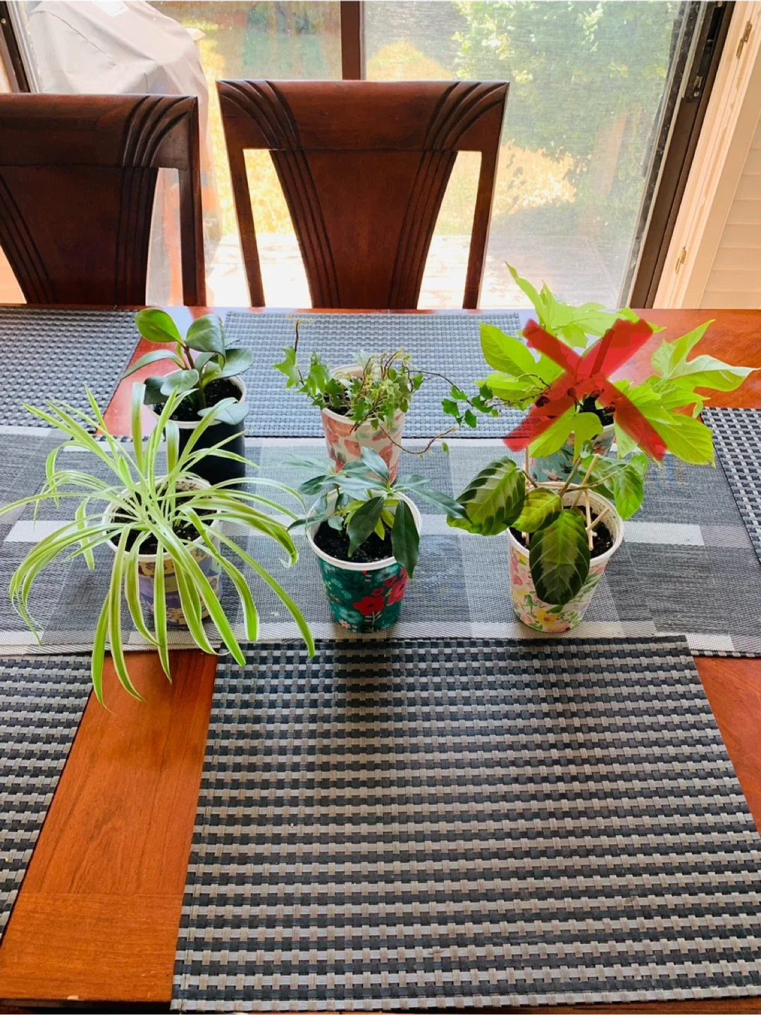 PLANT SALE: Peperomia, Prayer, Ivy, Spider, Umbrella, Vine thumbnail