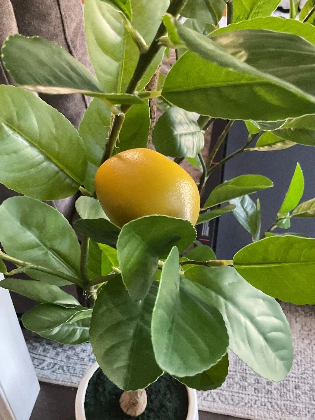 Lemon Tree image indicator(5)