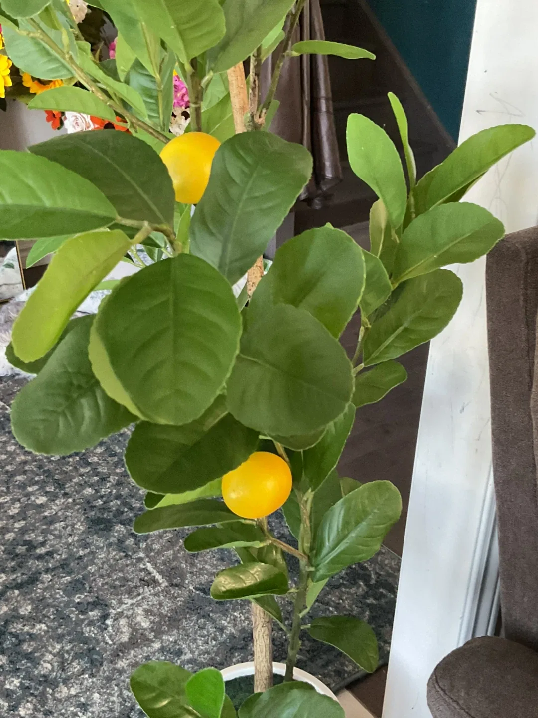Lemon Tree image indicator(3)