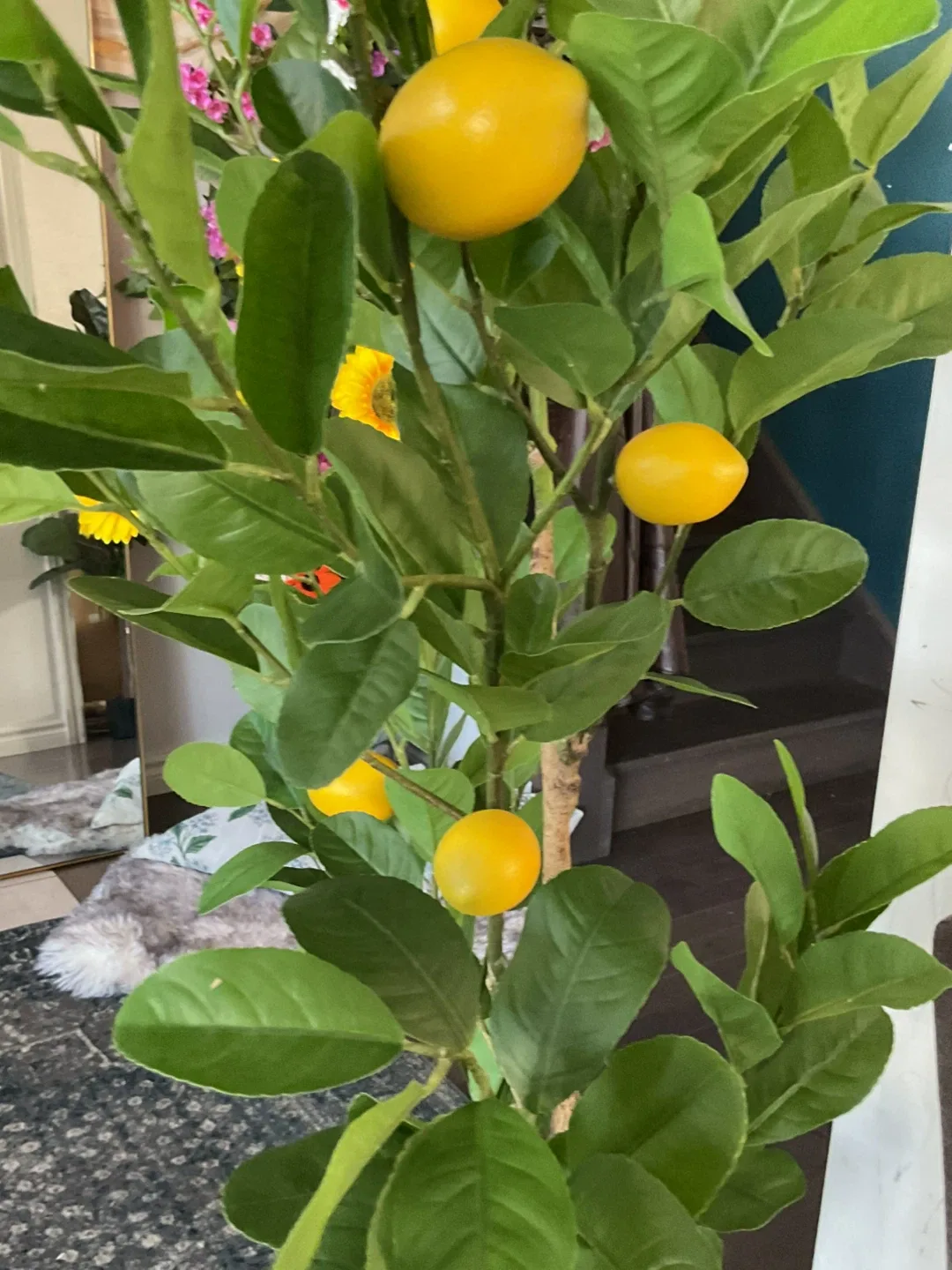 Lemon Tree image indicator(4)
