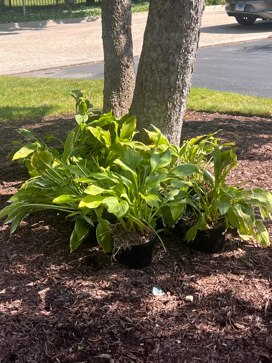Hosta plants