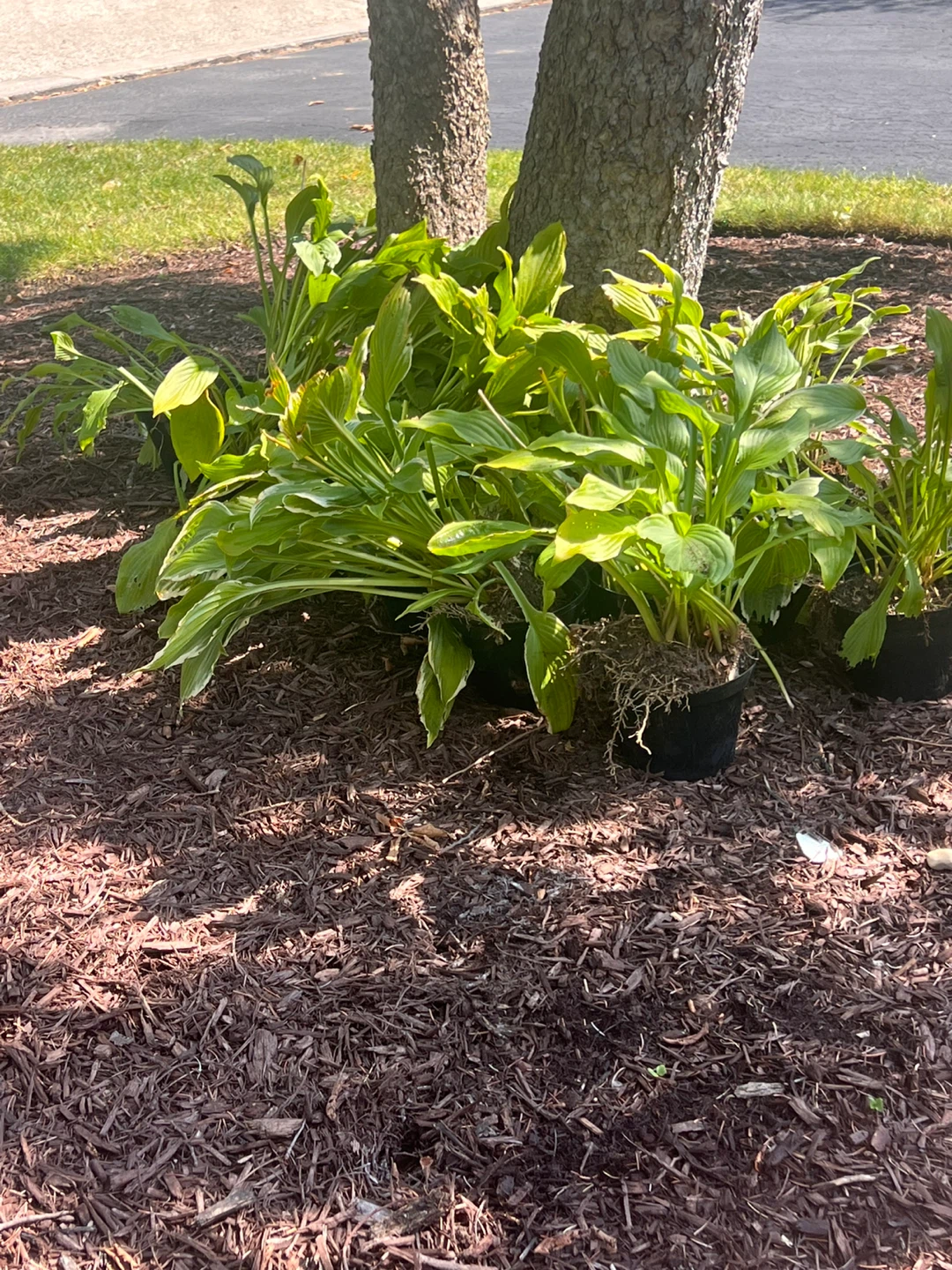 Hosta plants - photo 2