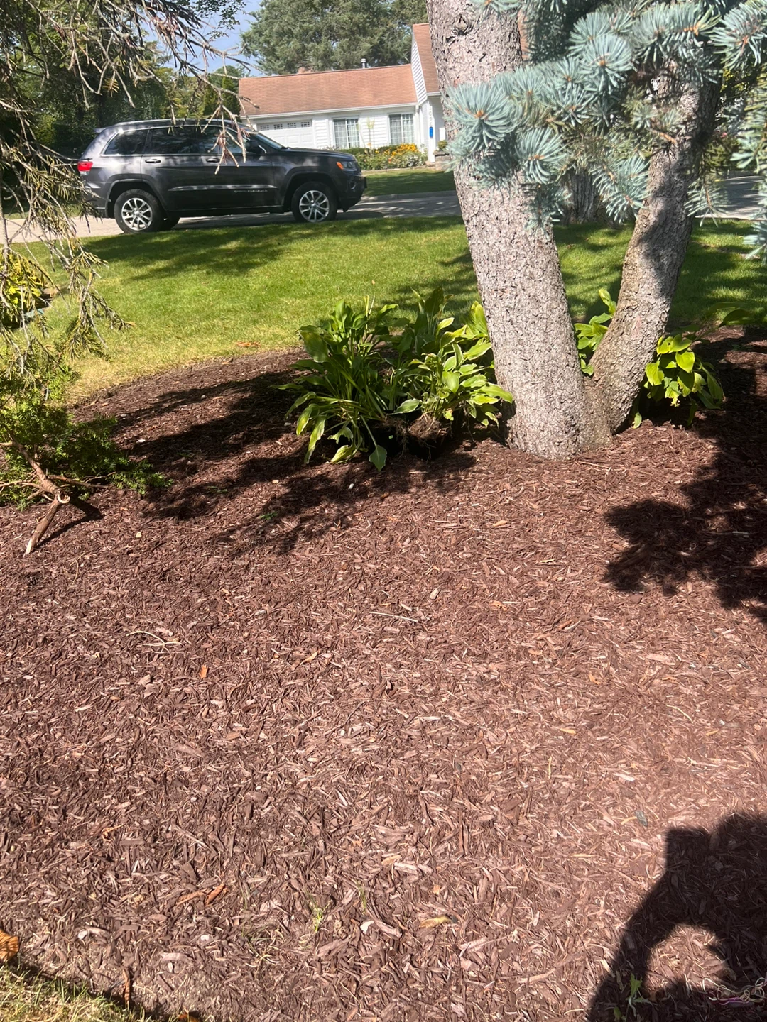 Hosta plants - photo 3