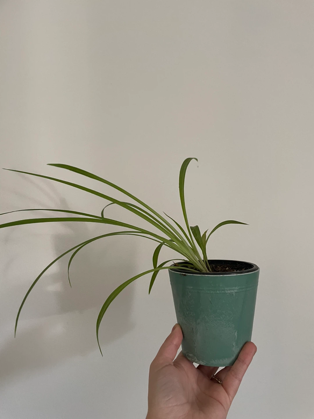 Potted plants - photo 2