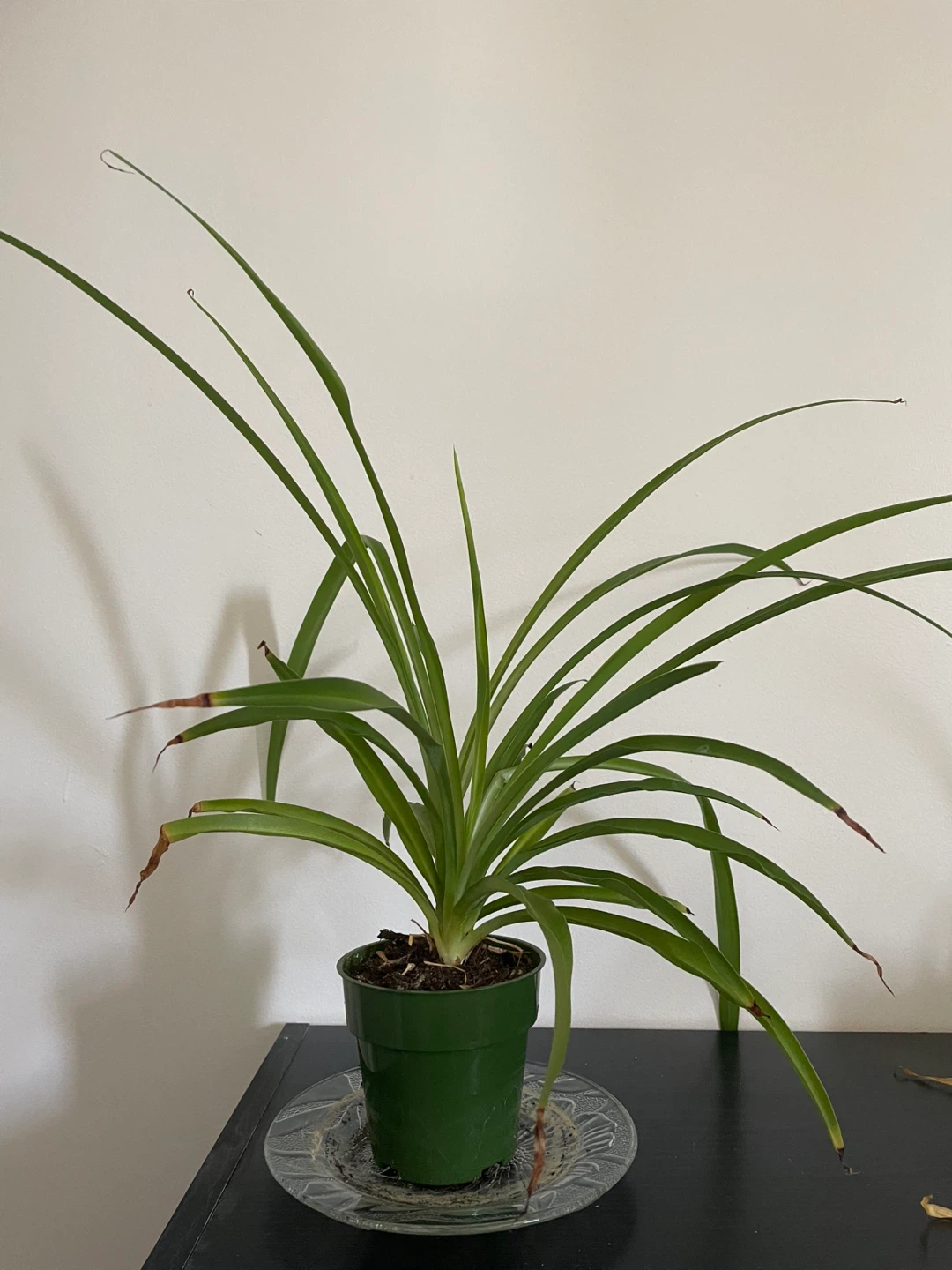 Potted plants - photo 4