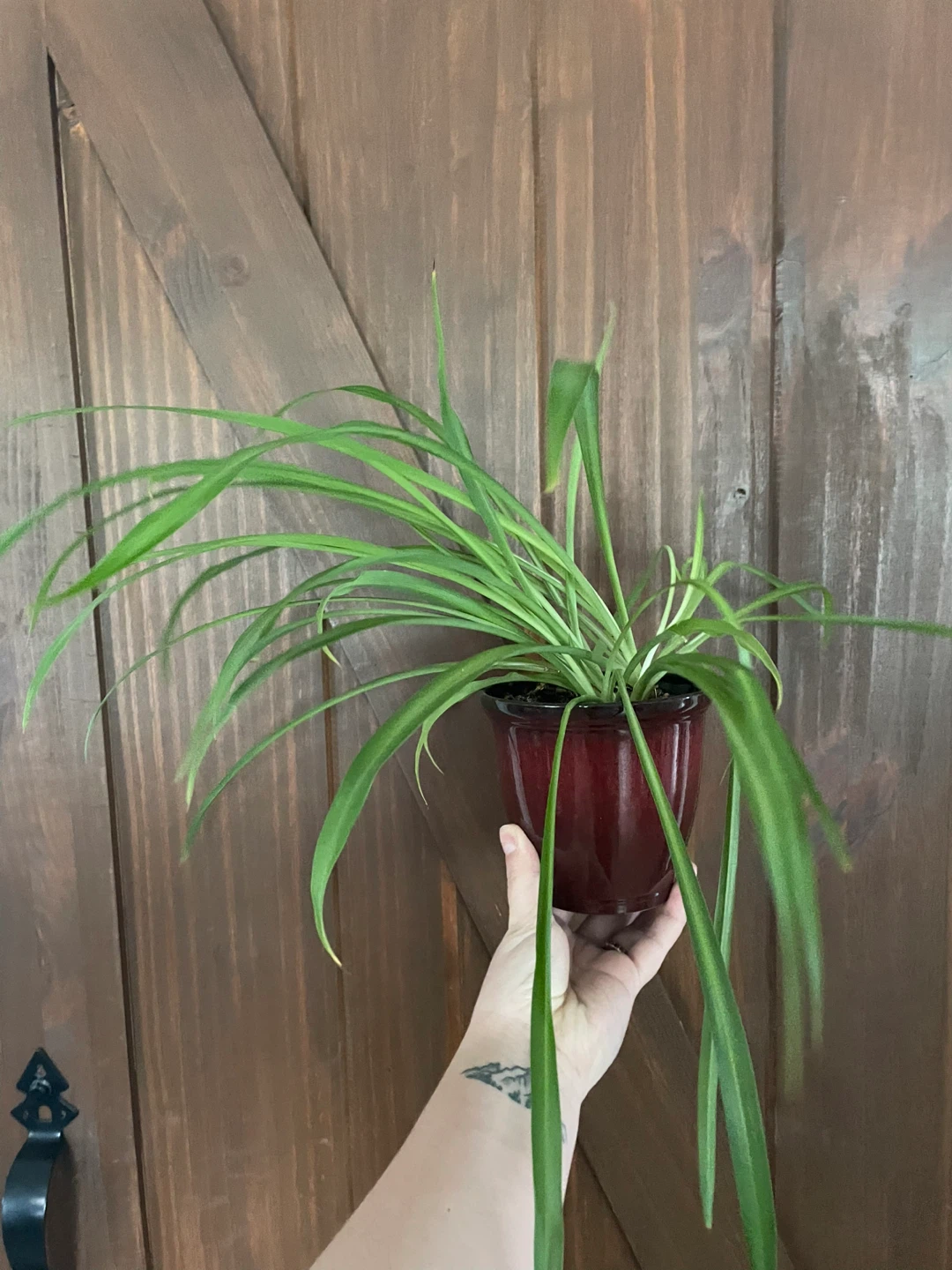 Potted plants - photo 5