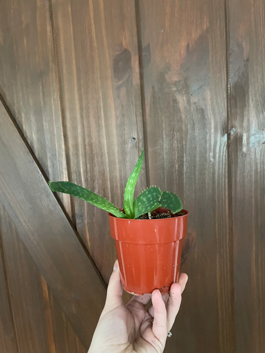Potted plants