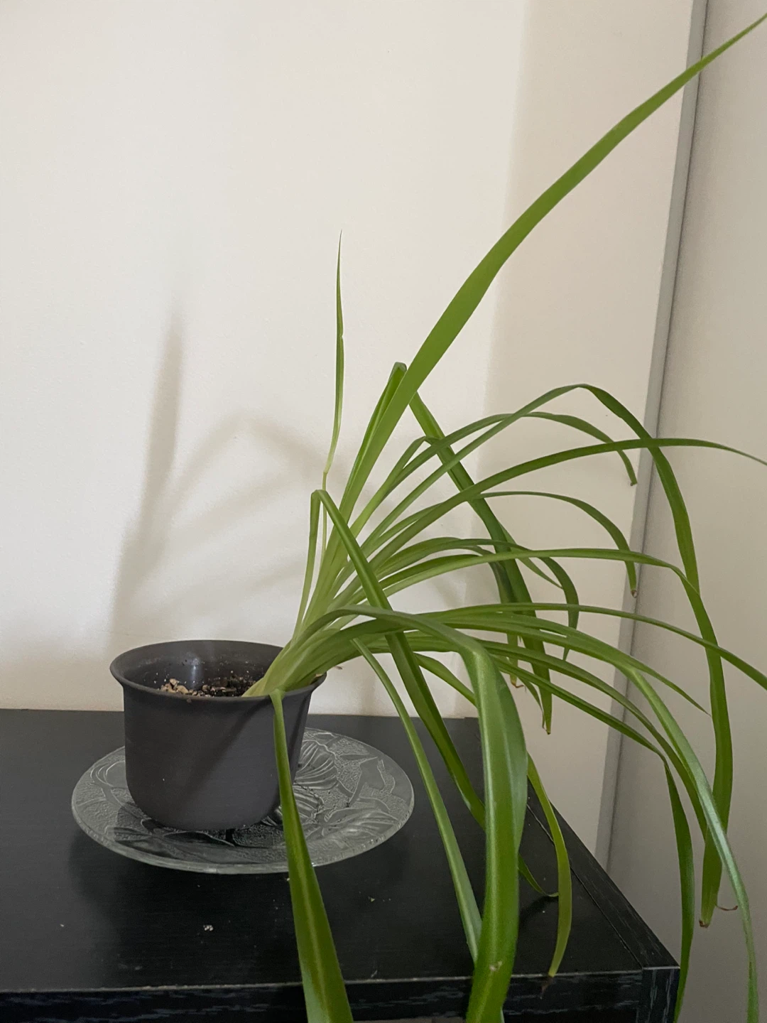 Potted plants - photo 3