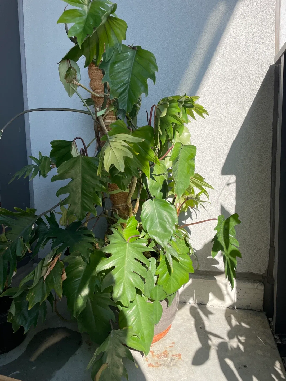Potted Philodendron Tahiti Plant thumbnail