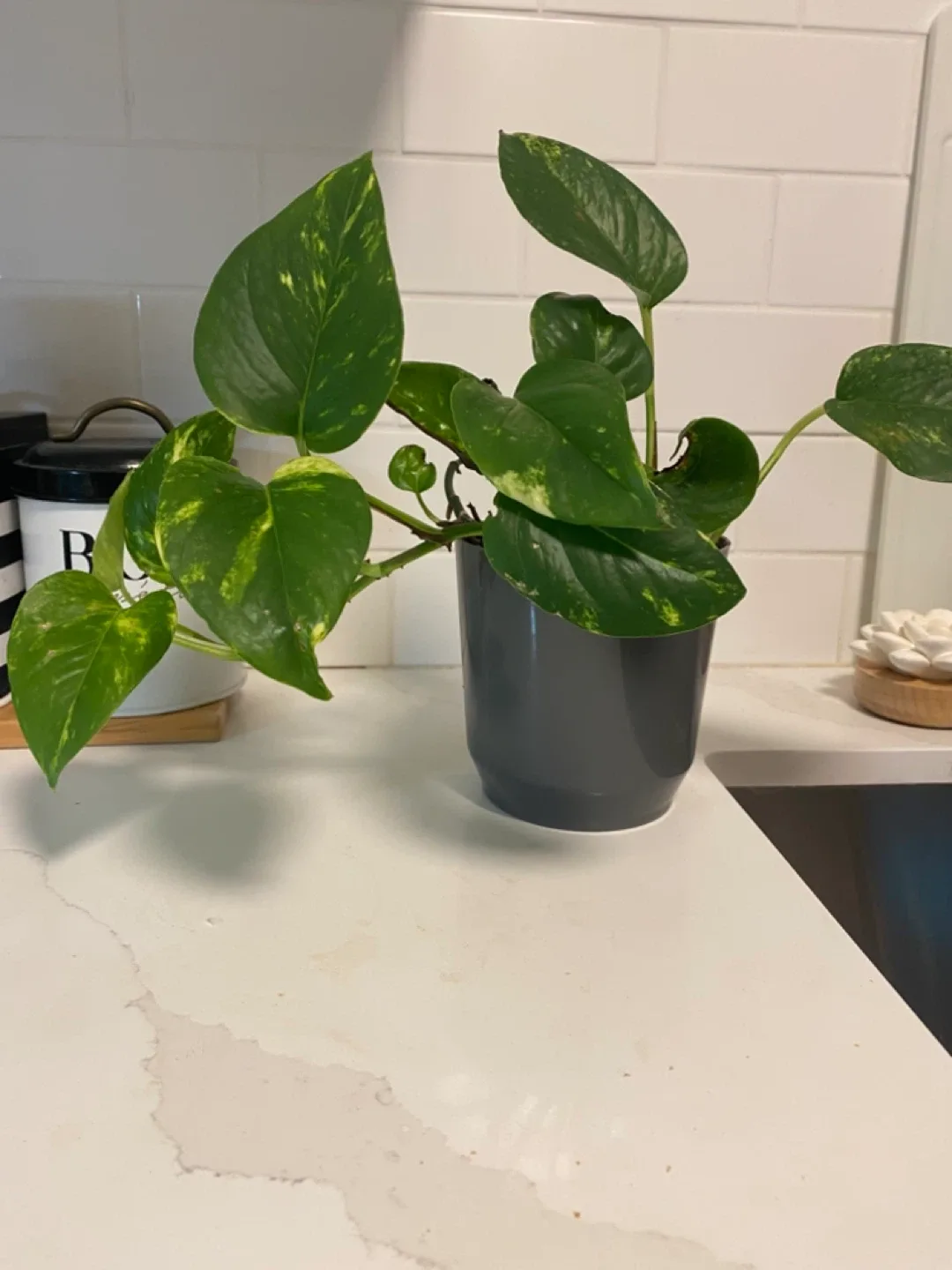 Potted Golden Pothos Plant thumbnail
