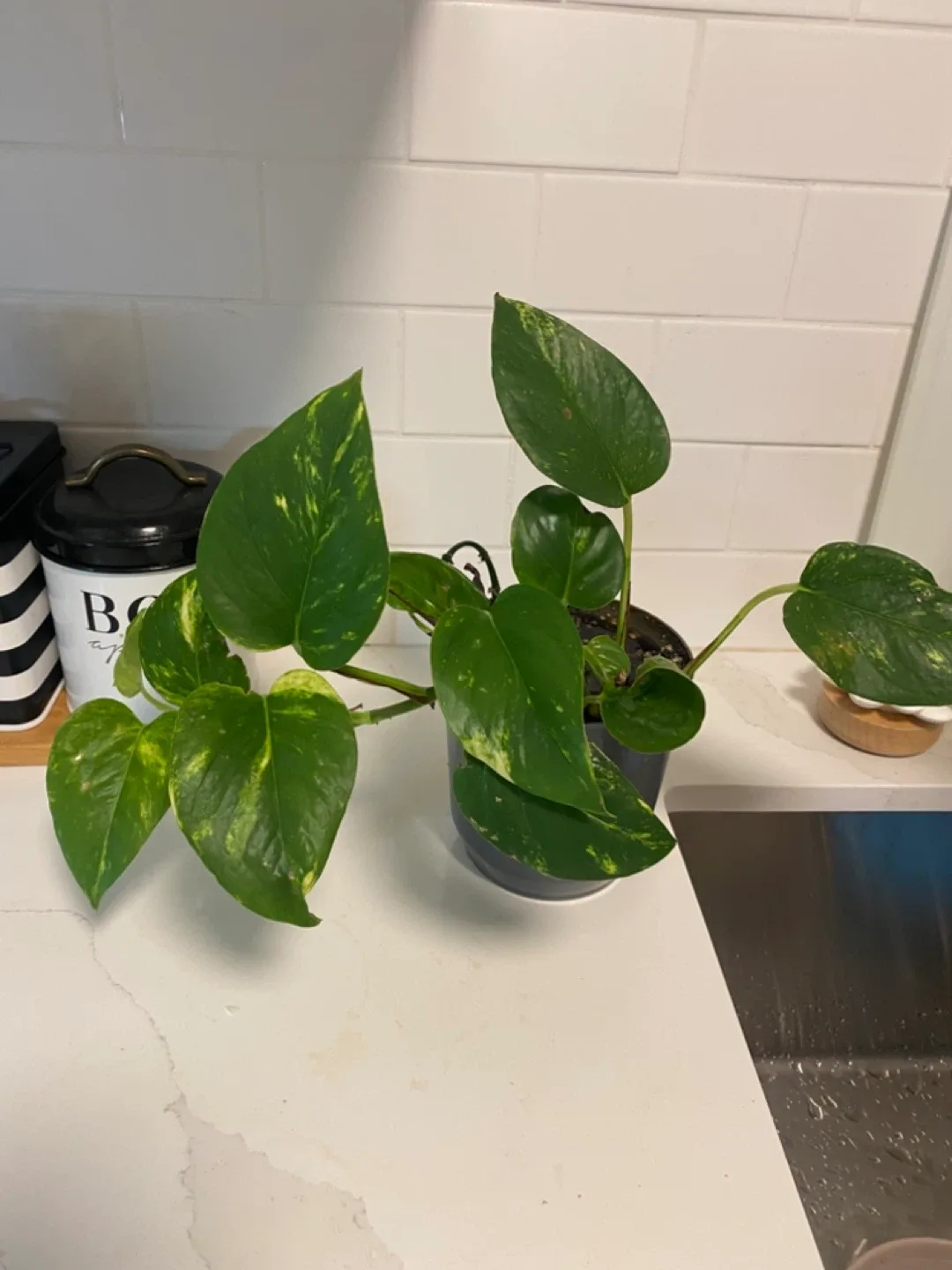 Potted Golden Pothos Plant image indicator(3)