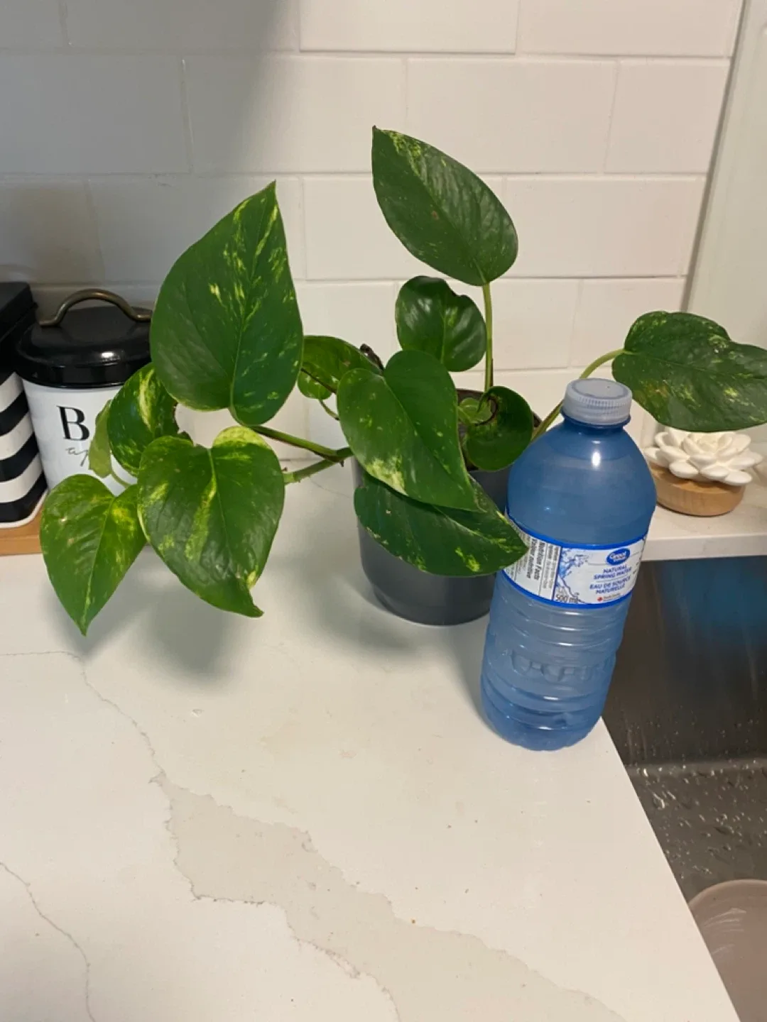 Potted Golden Pothos Plant image indicator(2)