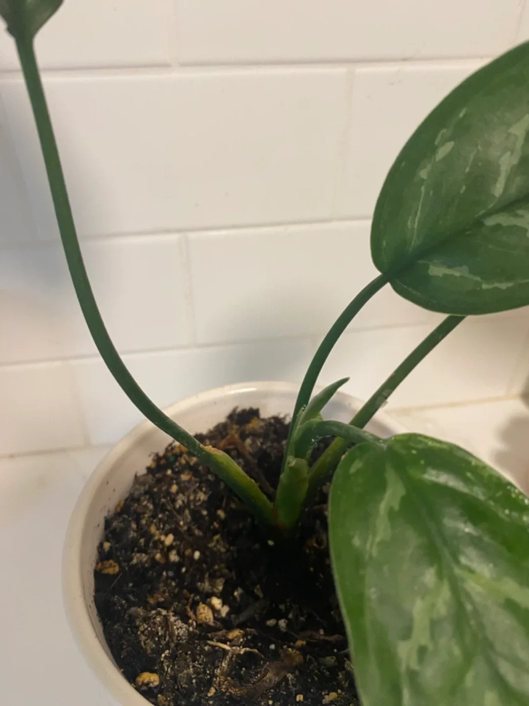 Potted houseplant image indicator(2)